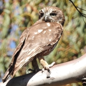 Ninox boobook at Tennent, ACT - 9 Feb 2016 12:00 AM