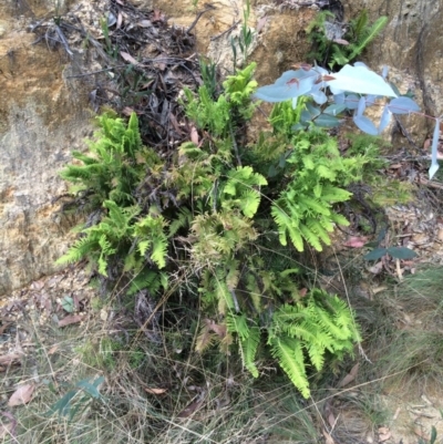 Sticherus lobatus (Spreading Fan Fern) at Uriarra Village, ACT - 25 Feb 2016 by NickiTaws