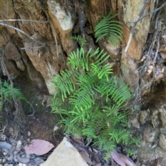 Gleichenia microphylla (Scrambling Coral Fern) at Uriarra Village, ACT - 26 Feb 2016 by NickiTaws