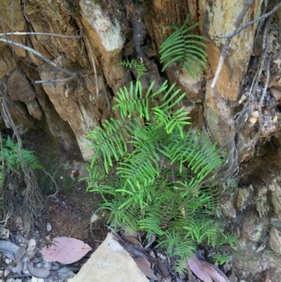 Gleichenia microphylla (Scrambling Coral Fern) at Namadgi National Park - 25 Feb 2016 by NickiTaws