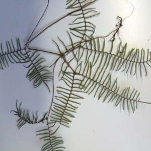 Gleichenia microphylla at Uriarra Village, ACT - suppressed