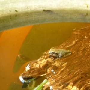 Litoria peronii at Weetangera, ACT - 26 Feb 2015