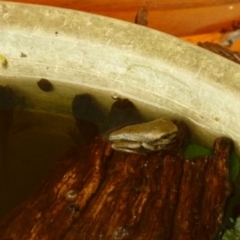 Litoria peronii at Weetangera, ACT - 26 Feb 2015