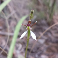 Eriochilus cucullatus (Parson's Bands) at Acton, ACT - 27 Feb 2016 by MattM
