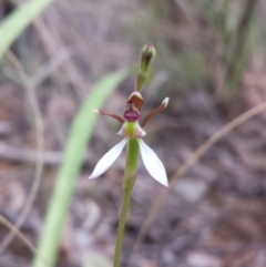 Eriochilus cucullatus (Parson's Bands) at Acton, ACT - 26 Feb 2016 by MattM