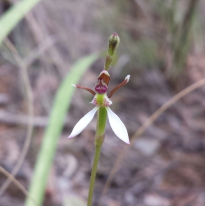 Eriochilus cucullatus (Parson's Bands) at Acton, ACT - 27 Feb 2016 by MattM