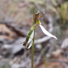 Eriochilus cucullatus at Acton, ACT - 27 Feb 2016