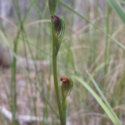 Speculantha rubescens (Blushing Tiny Greenhood) at Acton, ACT - 27 Feb 2016 by MattM