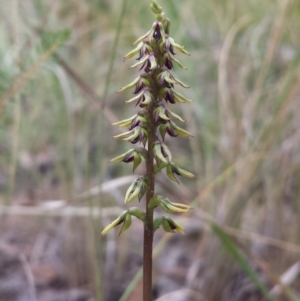 Corunastylis clivicola at Acton, ACT - 27 Feb 2016