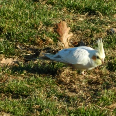 Nymphicus hollandicus (Cockatiel) at Dickson Wetland Corridor - 11 Jun 2015 by ArcherCallaway