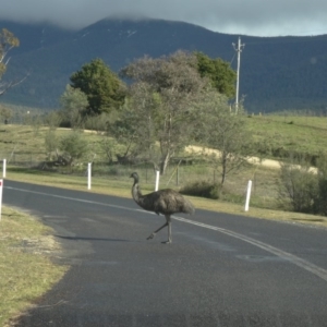 Dromaius novaehollandiae at Paddys River, ACT - 5 Jul 2014