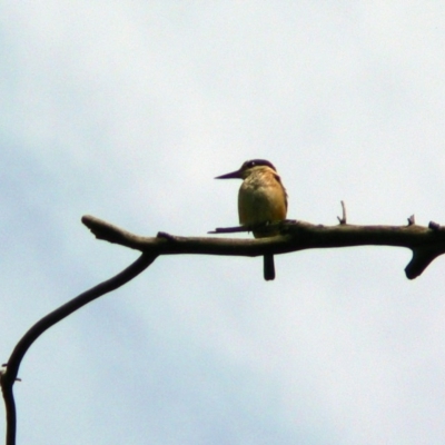 Todiramphus sanctus (Sacred Kingfisher) at Paddys River, ACT - 5 Dec 2009 by galah681