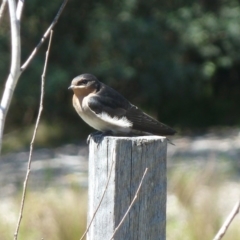 Hirundo neoxena (Welcome Swallow) at Tidbinbilla Nature Reserve - 4 Nov 2011 by galah681