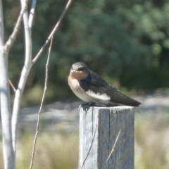 Hirundo neoxena at Paddys River, ACT - 5 Nov 2011 10:07 AM