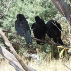 Corcorax melanorhamphos (White-winged Chough) at Paddys River, ACT - 7 May 2011 by galah681