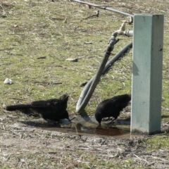 Corcorax melanorhamphos (White-winged Chough) at Paddys River, ACT - 28 Apr 2006 by galah681