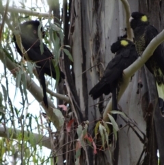 Zanda funerea (Yellow-tailed Black-Cockatoo) at Paddys River, ACT - 7 Dec 2013 by galah681