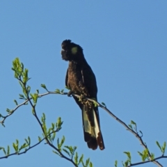 Zanda funerea (Yellow-tailed Black-Cockatoo) at Paddys River, ACT - 23 Oct 2011 by galah681