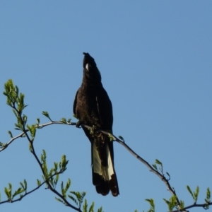 Zanda funerea at Paddys River, ACT - 23 Oct 2011