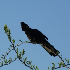 Zanda funerea at Paddys River, ACT - 23 Oct 2011