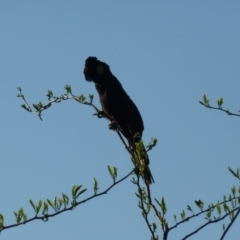 Zanda funerea at Paddys River, ACT - 23 Oct 2011 06:51 AM