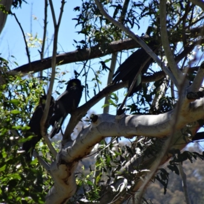 Zanda funerea (Yellow-tailed Black-Cockatoo) at Tidbinbilla Nature Reserve - 3 Nov 2013 by galah681