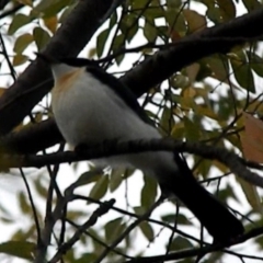 Myiagra inquieta (Restless Flycatcher) at Lake Tuggeranong - 20 Apr 2015 by RyuCallaway