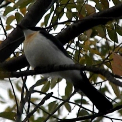 Myiagra inquieta (Restless Flycatcher) at Lake Tuggeranong - 20 Apr 2015 by RyuCallaway