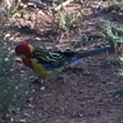 Platycercus eximius (Eastern Rosella) at Bungendore, NSW - 28 Feb 2016 by yellowboxwoodland