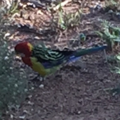 Platycercus eximius (Eastern Rosella) at Bungendore, NSW - 27 Feb 2016 by yellowboxwoodland