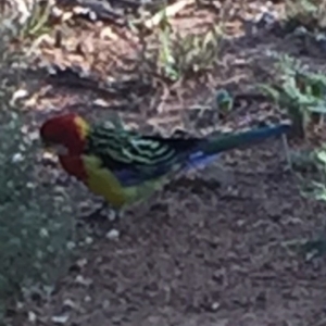 Platycercus eximius at Bungendore, NSW - 28 Feb 2016