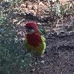 Platycercus eximius at Bungendore, NSW - 28 Feb 2016