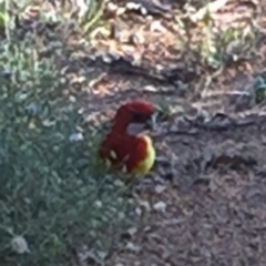 Platycercus eximius at Bungendore, NSW - 28 Feb 2016