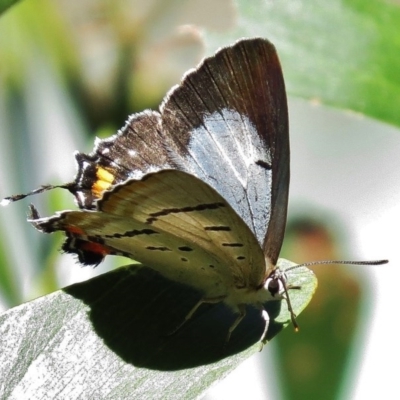 Jalmenus evagoras (Imperial Hairstreak) at Paddys River, ACT - 27 Feb 2016 by JohnBundock