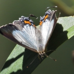 Jalmenus evagoras at Paddys River, ACT - 27 Feb 2016 12:00 AM