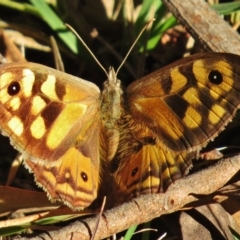 Geitoneura klugii (Marbled Xenica) at Tidbinbilla Nature Reserve - 26 Feb 2016 by JohnBundock