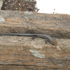 Lampropholis delicata (Delicate Skink) at Fadden, ACT - 26 Feb 2016 by ArcherCallaway