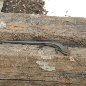 Lampropholis delicata at Fadden, ACT - 27 Feb 2016 09:58 AM