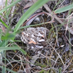 Vanessa kershawi (Australian Painted Lady) at Fadden, ACT - 27 Feb 2016 by ArcherCallaway