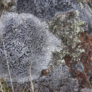 Buellia sp. at Fadden, ACT - 27 Feb 2016