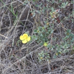 Hibbertia obtusifolia (Grey Guinea-flower) at Wanniassa Hill - 26 Feb 2016 by RyuCallaway