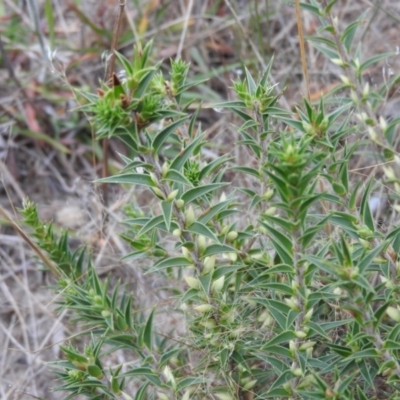 Melichrus urceolatus (Urn Heath) at Wanniassa Hill - 26 Feb 2016 by RyuCallaway