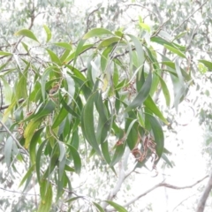 Acacia implexa (Hickory Wattle, Lightwood) at Wanniassa Hill - 26 Feb 2016 by RyuCallaway