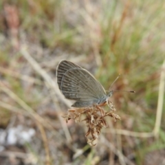 Zizina otis (Common Grass-Blue) at Fadden, ACT - 27 Feb 2016 by RyuCallaway