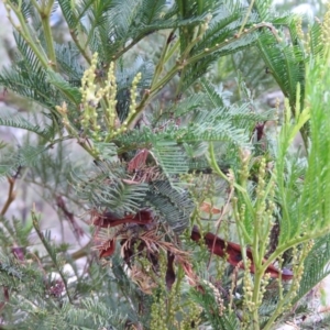 Acacia decurrens at Fadden, ACT - 27 Feb 2016