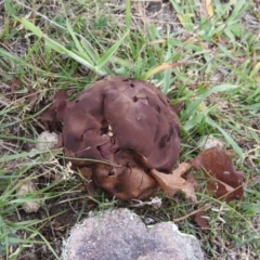 Calvatia sp. (a puffball ) at Fadden, ACT - 26 Feb 2016 by RyuCallaway