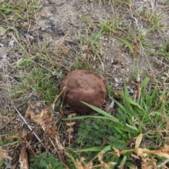 Calvatia sp. at Fadden, ACT - 27 Feb 2016 08:26 AM