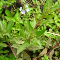 Veronica anagallis-aquatica (Blue Water Speedwell) at Fadden Hills Pond - 26 Feb 2016 by RyuCallaway