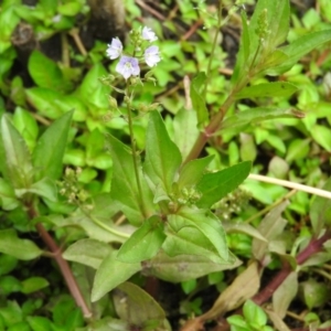 Veronica anagallis-aquatica at Fadden, ACT - 27 Feb 2016 09:16 AM