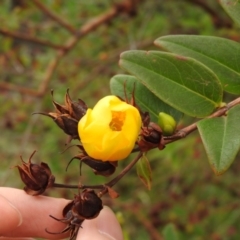 Hypericum patulum at Fadden, ACT - 26 Feb 2016 by RyuCallaway